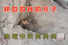 狗妈为救孩子差点被活埋，无助的眼神令人揪心，感谢小哥的善举！视频封面