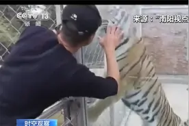 3天2起老虎咬死人？河南淅川 两只老虎咬死饲养员逃出笼 已被击毙视频封面