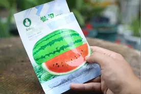 阳台种什么水果盆栽？园艺师教你，买懒汉西瓜种子，撒下种起来视频封面