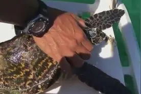 海龟最害怕的“天敌”，如果被它寄生，下场只能等死！视频封面