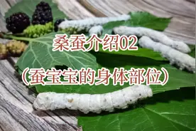 桑蚕介绍02 蚕的身体部位 养蚕经验 蚕的9对气门视频封面