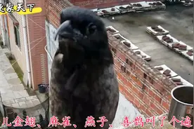黑金刚伯劳鸟本领强，压口百鸟鸣叫，第一次见视频封面
