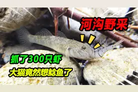 招财猫绝食不吃鱼，1.2米原生缸爆养300多只虾，2月后数量翻10倍
