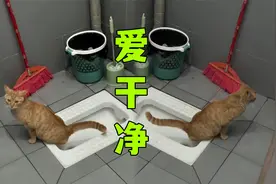 橘猫跑到女生宿舍上厕所，网友：上过学的猫就是爱干净视频封面