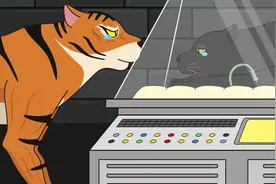 虎王找到了养育自己多年的黑豹，黑豹已经变得很老很虚弱了视频封面