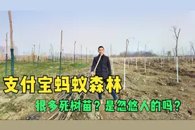 实地走访马云的蚂蚁森林，现场为何很多死树苗？是真在做公益吗？视频封面