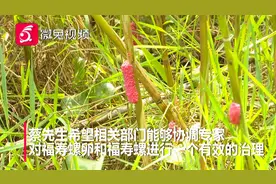 湿地公园惊现一片“粉”！竟是福寿螺卵，市民担心隐患大视频封面