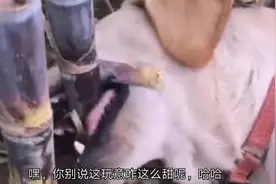 搞笑视频：有个成语叫垂涎三尺，你们见过没来，镜头给过来，现在视频封面