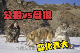 公母狼关一起谁能降服谁？刚见面俩狼打得火热，几月后会是啥样？视频封面
