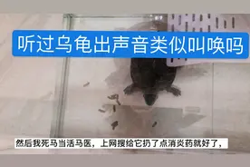 听过乌龟出声音叫吗？家养乌龟出了啥状况，小蛮一招解决视频封面