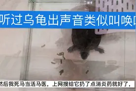 听过乌龟出声音叫吗？家养乌龟出了啥状况，小蛮一招解决视频封面