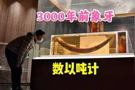 中国3000年前的象牙，成吨埋于地下，最长1.85米，究竟有何用途视频封面