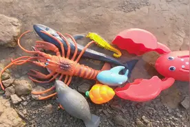 和龙虾宝宝一起去海里认识蓝鲸海象等八种大型海洋动物