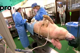 日本专家养了17头“半人半猪”，人体基因植入猪体内，网友：胡闹视频封面