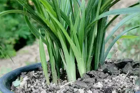 兰花只见新芽，不生新根，究竟是怎么回事？兰友：赶快处理植料视频封面