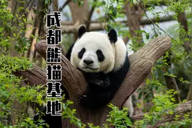 佛系看花花！不早起、不排队，成都熊猫基地攻略来咯～视频封面