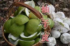 农村又酸又苦的柚子，柚子皮被大家看上，几大用途与价值了解下视频封面