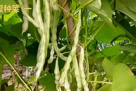 秋茬豆角你种了吗？这个品种适合秋天种，豆粒又面又大，非常好吃视频封面