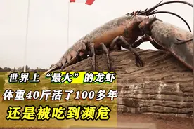 世界上最大的龙虾，身长1米2活了100年，竟然还是被吃到濒危？视频封面