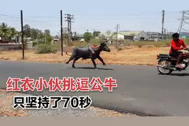 500米70秒钟，农村小伙开摩托测试牛的体能，速度很慢体力也不行视频封面