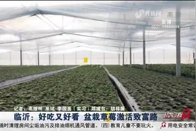 临沂发展盆栽草莓，搭乘电商快车销往全国，开辟增收致富新路子视频封面