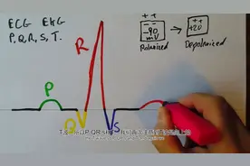 教你学会看心电图 P,Q,R,S,T waves in the EKG 专业医学科普视频封面