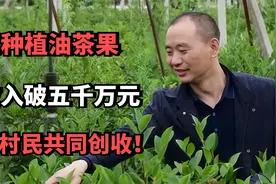 刘成白手起家种植油茶果，年收入破五千万元，带领村民共同创收！视频封面