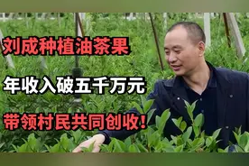 刘成白手起家种植油茶果，年收入破五千万元，带领村民共同创收！视频封面