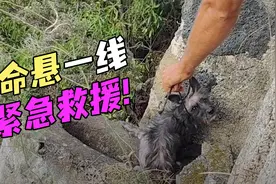 狗妈妈跌落悬崖命悬一线，被救后充满敌意，最终信任人类重获新生视频封面
