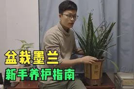 新手墨兰养护指南，每年抽多根花箭，不烂根不黄叶