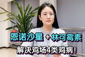 兽医：恩诺沙星+林可霉素，堪称“万金油”，防治鸡场4类鸡病！视频封面