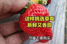 挑选草莓时注意这几点，果实新鲜味道也更甜美视频封面