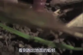 动物能“预知”危机吗？蚯蚓集体从地面钻出，是怎么回事？视频封面