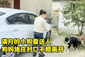 牧羊犬生了7只幼崽，满月的小狗要送人，狗妈堵在村口不愿离开！视频封面