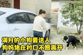 牧羊犬生了7只幼崽，满月的小狗要送人，狗妈堵在村口不愿离开！视频封面