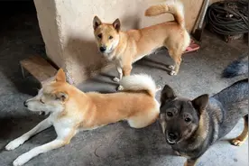 狗子：鸡敢偷吃，我们就吃了它视频封面