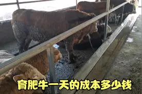 农村饲喂育肥牛，一天成本核算多少钱？二云给你算笔帐，你还养吗视频封面