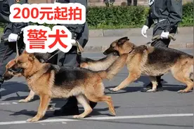 200元起拍德牧马犬，数十只淘汰警犬低价出售，网友：赶紧来两只视频封面