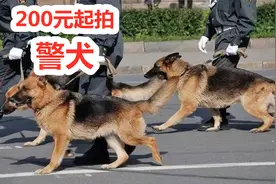 200元起拍德牧马犬，数十只淘汰警犬低价出售，网友：赶紧来两只视频封面