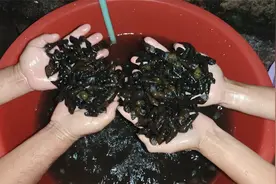 爆炒一盆山坑螺，爆辣到呛嗓子，农村美食简单、粗暴有气氛，够爽