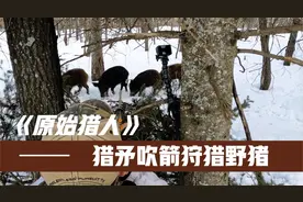 冷兵器猎矛吹箭狩猎野猪，用10斤玉米做诱饵，轻松斩获几头野猪！视频封面