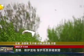 春暖花开飞鸟来！盘锦：保护湿地，保护鸟类幸福家园视频封面