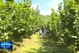 小榛子变成“致富果” 开辟农民增收新路子视频封面