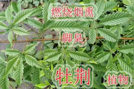 脚有异味或鞋子臭，牡荆植物烟熏杀虫除菌，收藏也许能帮助到您视频封面