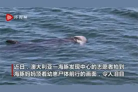 澳大利亚海豚妈妈不舍死去的幼崽 顶着其尸体前行视频封面