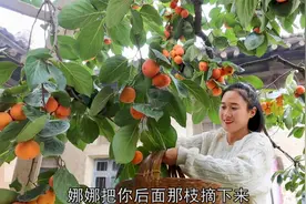 秋天的柿子挂满枝头！烙点柿子饼，一口咬下去，满满的馅儿溢出