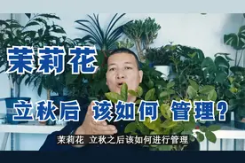 茉莉花立秋后该如何管理？