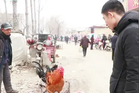 农村大爷赶集卖草鸡，小伙一听价格转身就走，多少钱一斤？视频封面