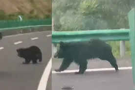 熊出没！吉林一黑熊跑高速玩耍，好奇追逐过路车，司机拍视频报警视频封面