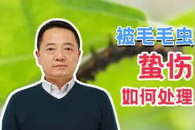 毛毛虫也有毒素？专家教你被毛毛虫蛰伤后正确处理方法视频封面